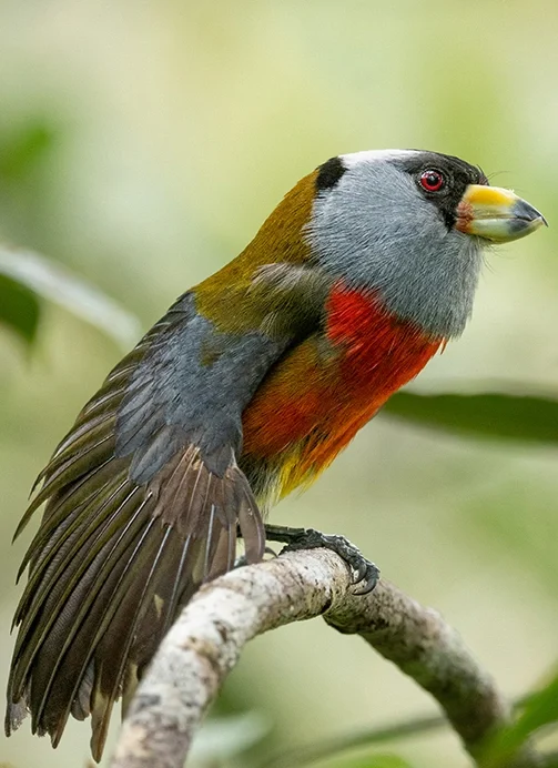 Toucan Barbet by Jose Luna Solarte