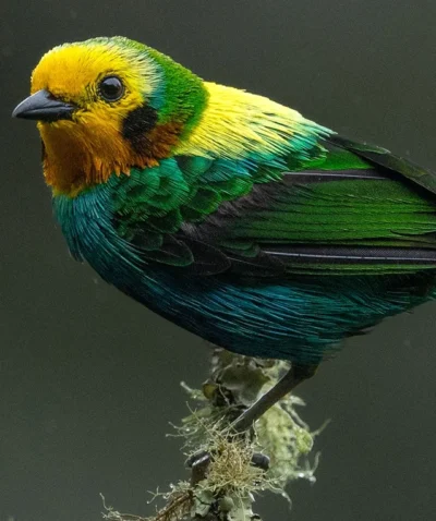 Multicolored Tanager by Jose Luna Solarte