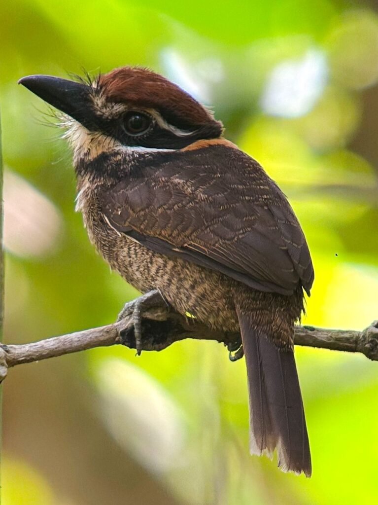 Chestnut-capped Puffbird by Daniel Orjuela