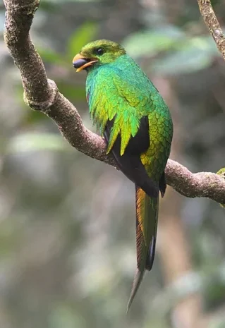 White Tipped Quetzal by Jose Luna Solarte