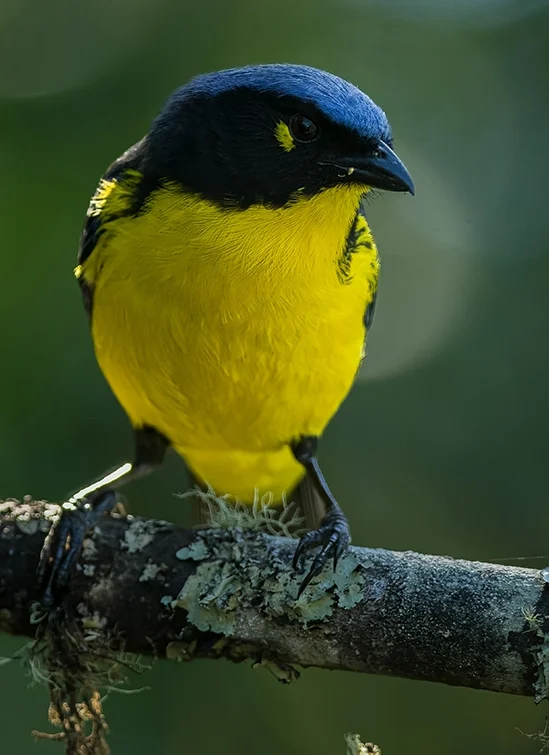 Santa Marta Mountain Tanager (Endemic) by Johan Florez