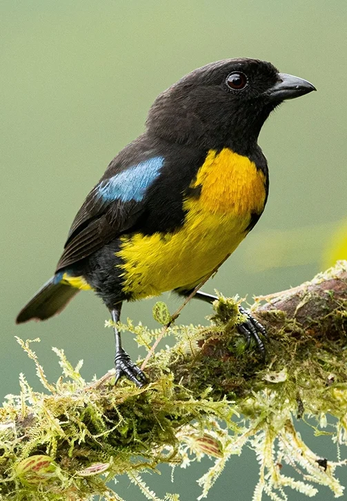 Black and Gold Tanager (Endemic) by Jose Luna Solarte