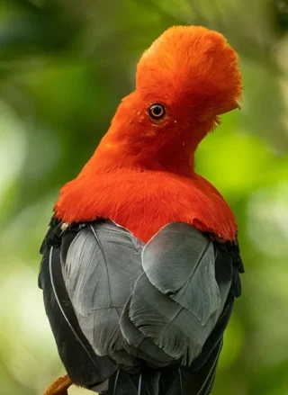 Andean Cock-fo-the-Rock by Jose Luna Solarte