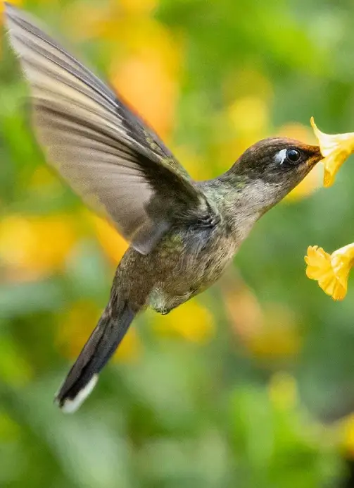 Colombia hummingbirds tour