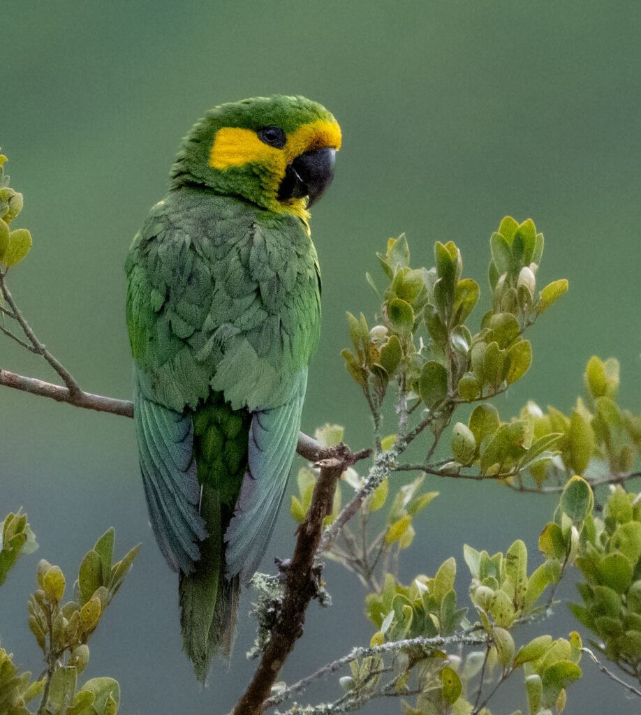 Yellow-eared Parrot