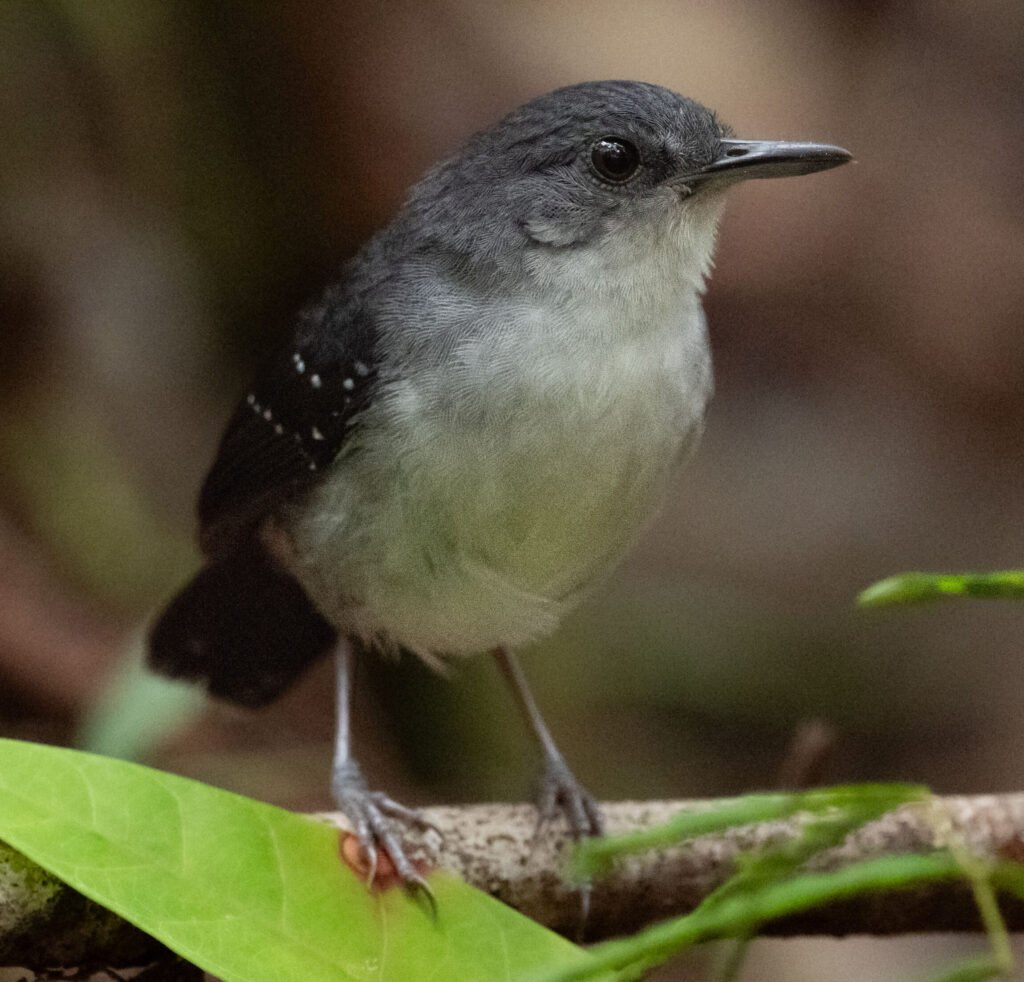 Yapacana Antbird